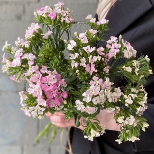 Гвоздика турецкая розовая