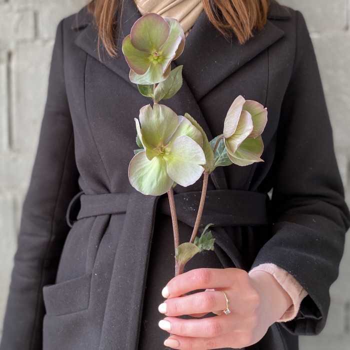 Морозник розовый