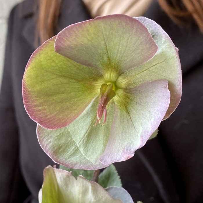 Морозник розовый