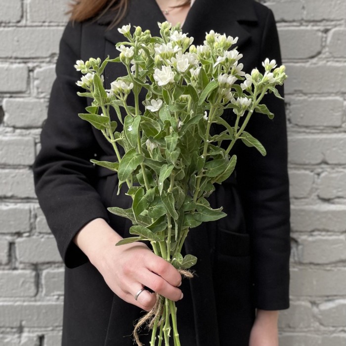 Оксипеталум белый