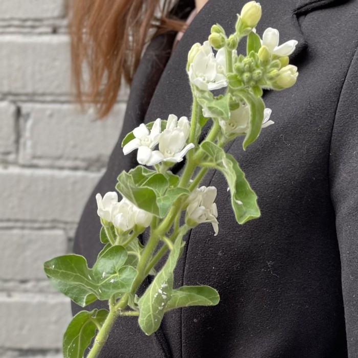 Оксипеталум белый