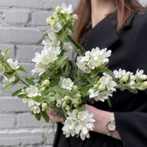 Оксипеталум белый