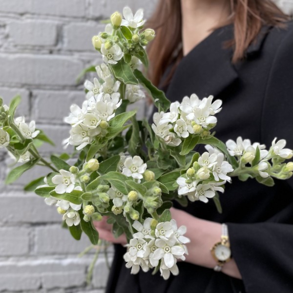 Оксипеталум белый