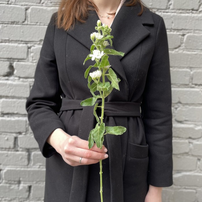 Оксипеталум белый