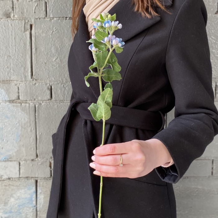 Оксипеталум голубой