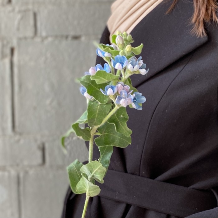 Оксипеталум голубой