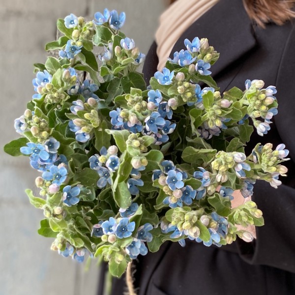 Оксипеталум голубой