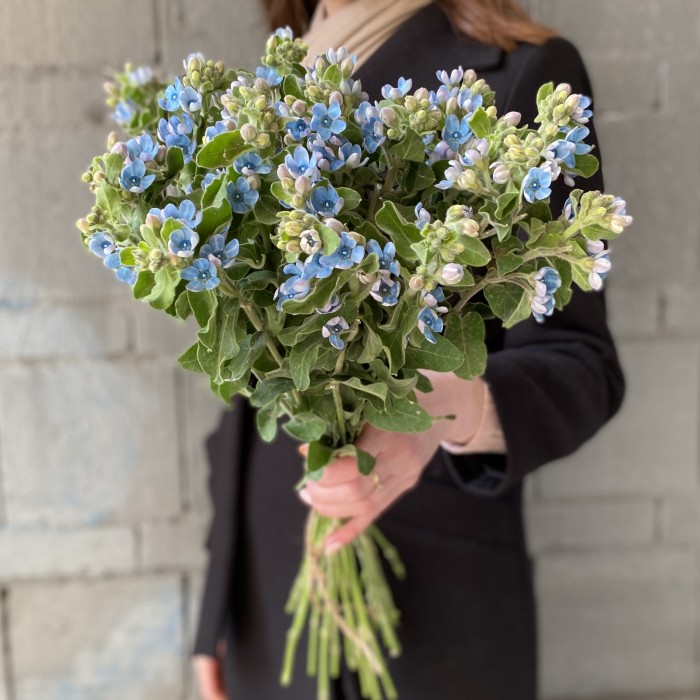 Оксипеталум голубой