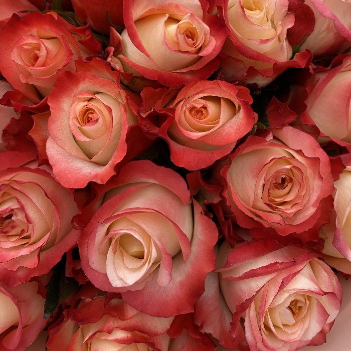 Розы Кабаре