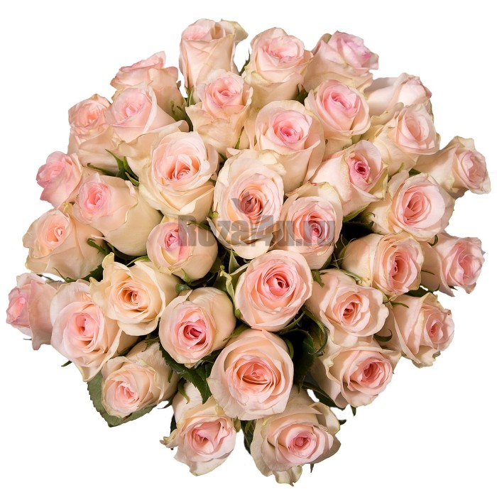Букет бело-розовых роз
