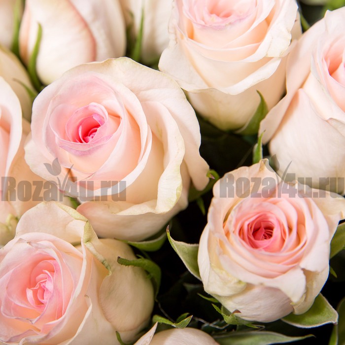 Букет бело-розовых роз