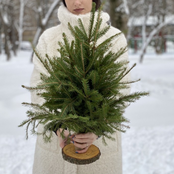 Ель на подставке