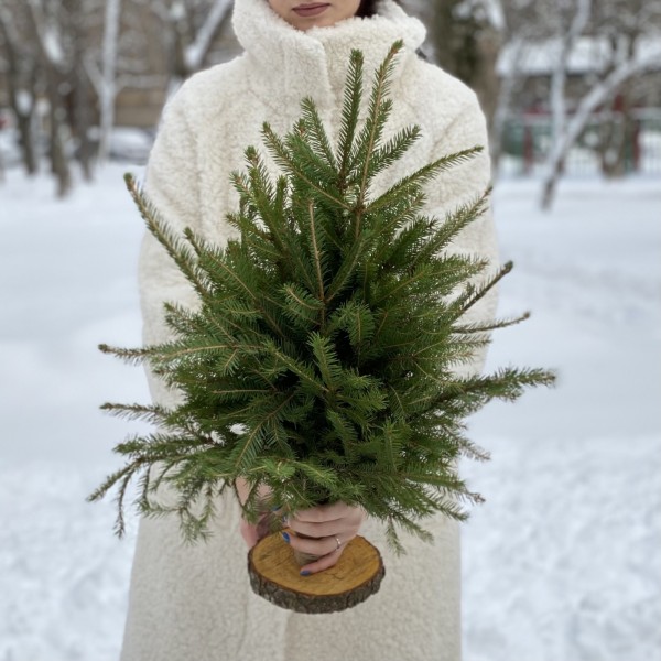 Ель на подставке