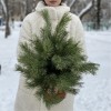 Сосна на подставке