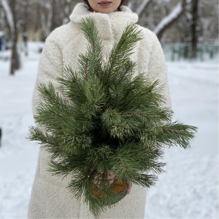 Сосна на подставке