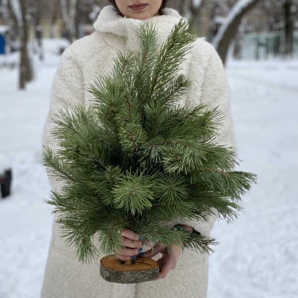 Сосна на подставке