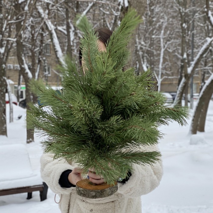 Сосна на подставке