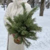 Сосна на подставке