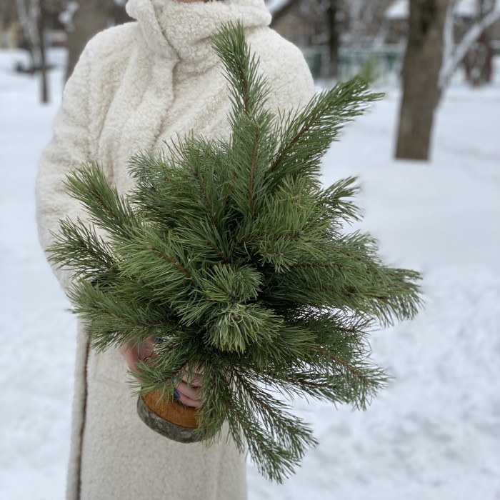 Сосна на подставке