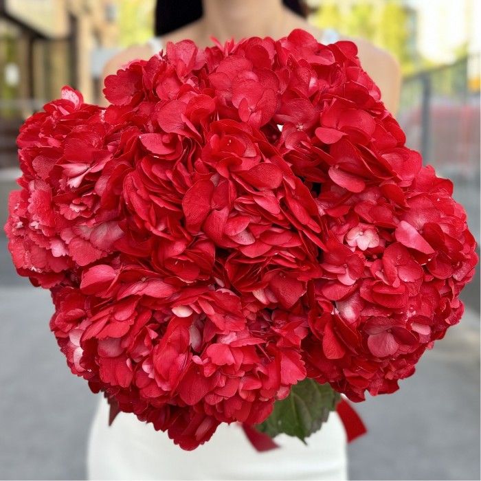 Красная гортензия