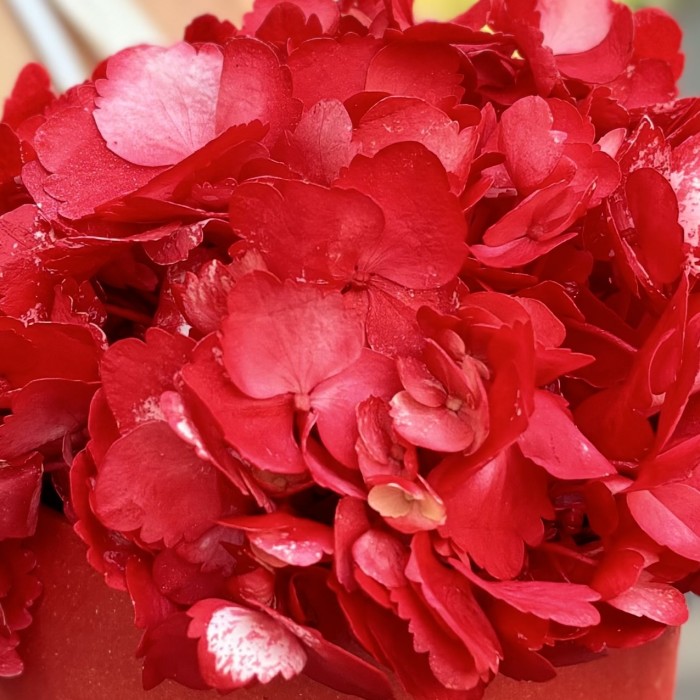 Красная гортензия в коробке