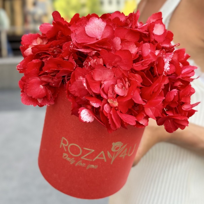 Красная гортензия в коробке