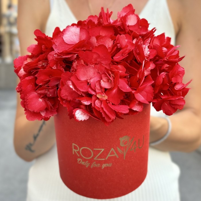 Красная гортензия в коробке