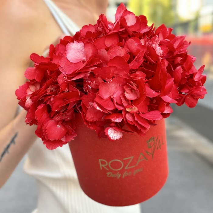 Красная гортензия в коробке