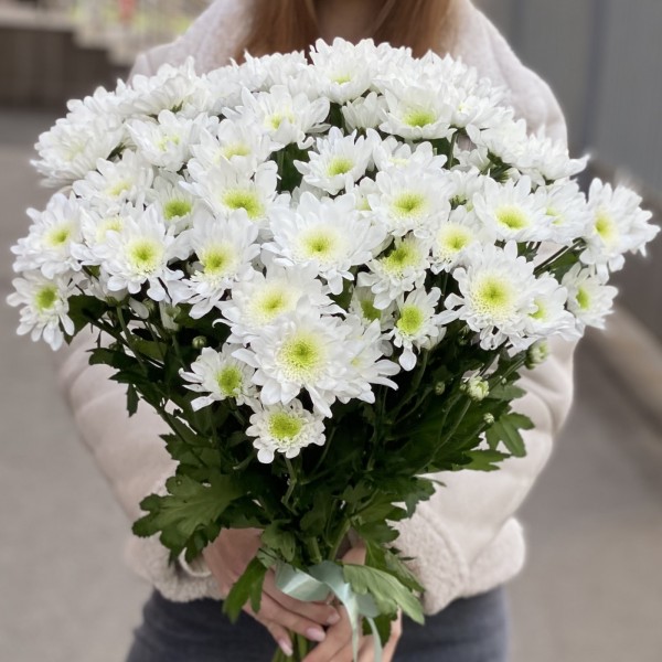 Белая кустовая хризантема Коммандер