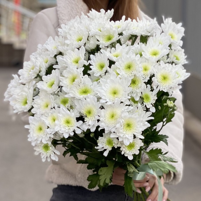Белая кустовая хризантема Коммандер