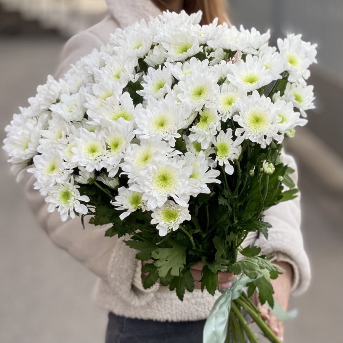 Белая кустовая хризантема Коммандер