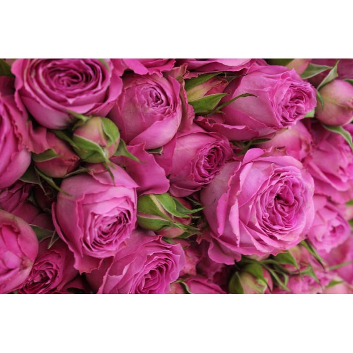 Кустовая пионовидная роза Фучсиа Лаце