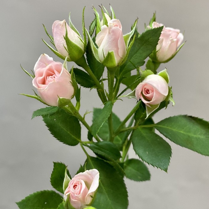 Нежно розовая кустовая роза