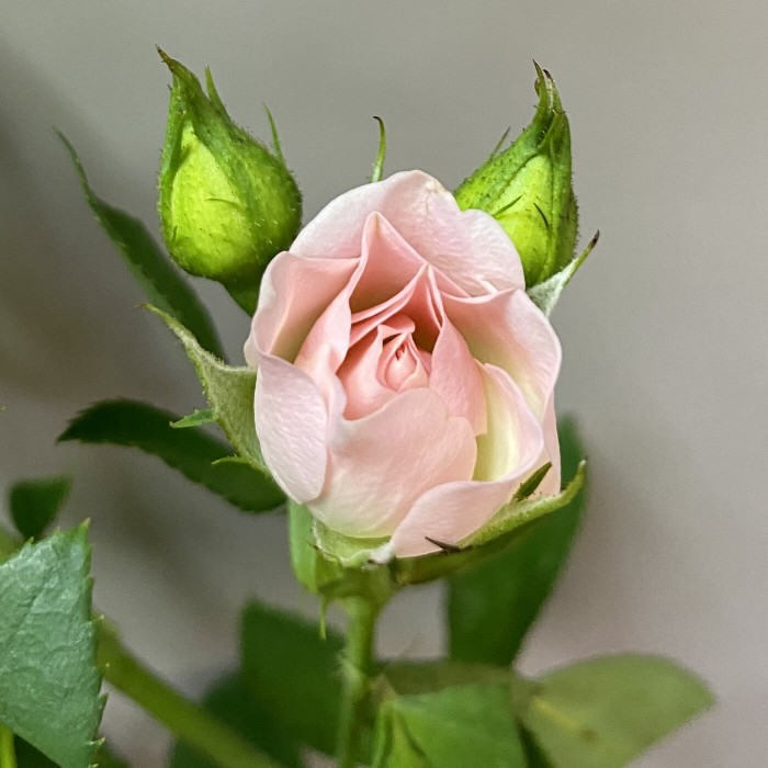 Нежно розовая кустовая роза