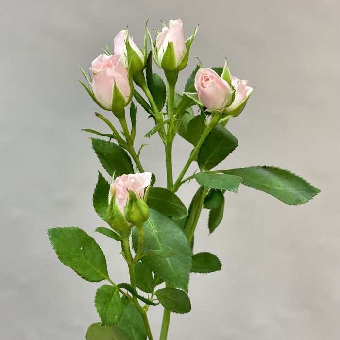 Нежно розовая кустовая роза