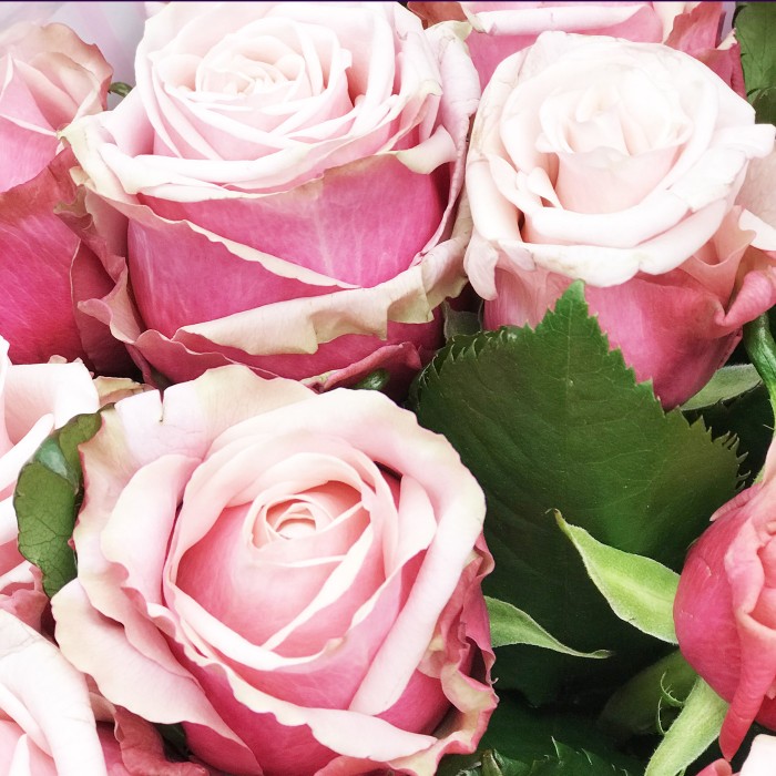 Леди Рафаэлло