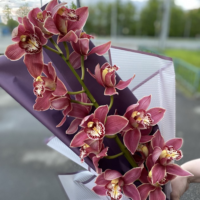 Сиреневая орхидея