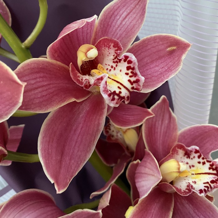 Сиреневая орхидея