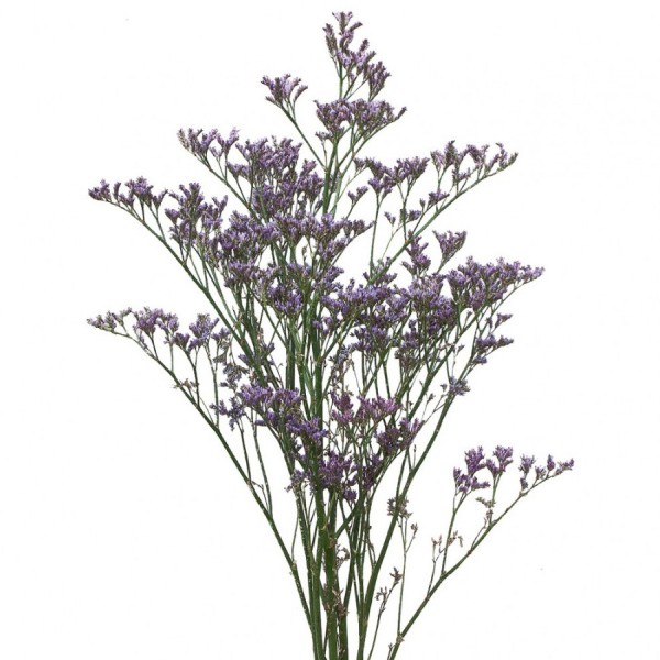 Зелень Лимониум