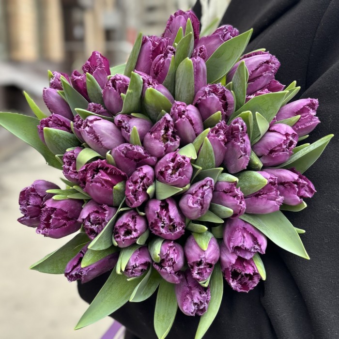 Тюльпан махровый фиолетовый Мадженто