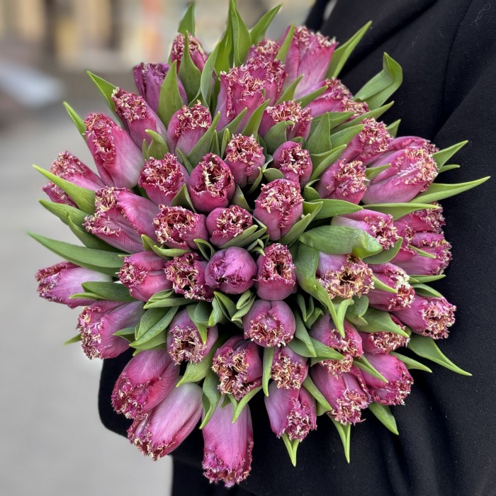 Махровый темно-розовый тюльпан Кэти Милуа