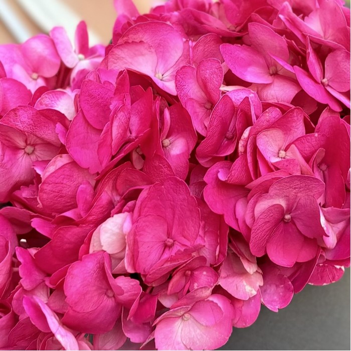Малиновая гортензия в коробке