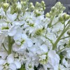 Букет  из белой Маттиолы