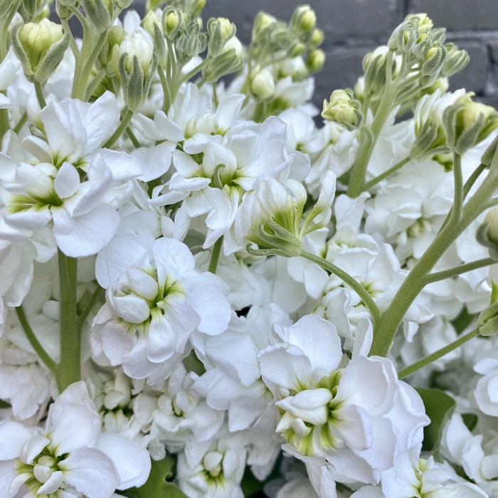 Букет  из белой Маттиолы