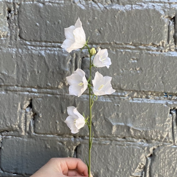 Кампанула белая