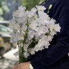Кампанула белая