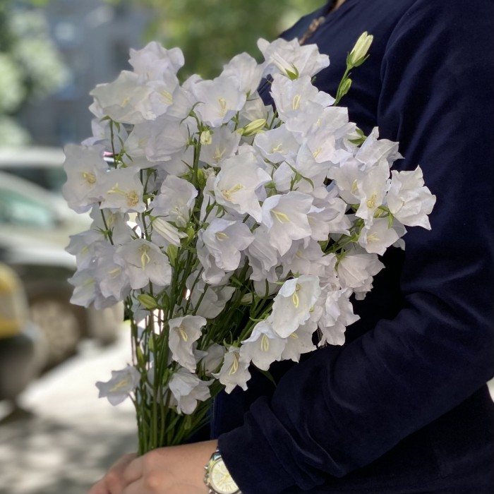 Кампанула белая