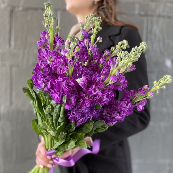 Маттиола фиолетовая