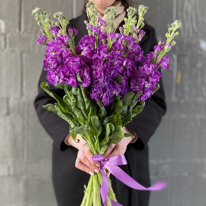 Маттиола фиолетовая