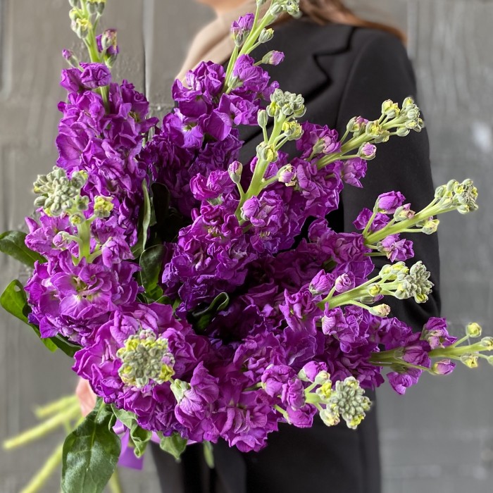 Маттиола фиолетовая